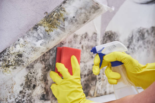  Chickasaw, AL Mold Removal Services Pros