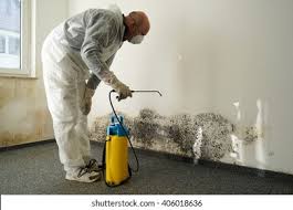 Best Basement Mold Removal  in Chickasaw, AL